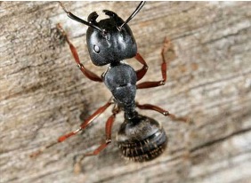 Pest Image