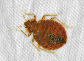 Pest Image