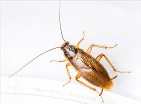 Pest Image