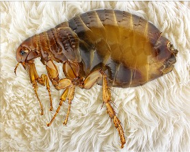 Pest Image