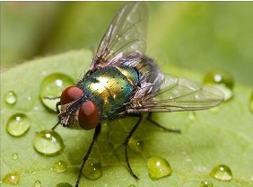Pest Image