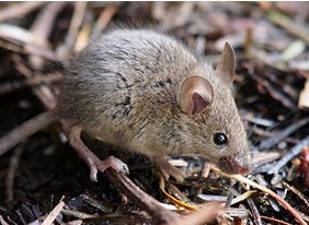 Pest Image
