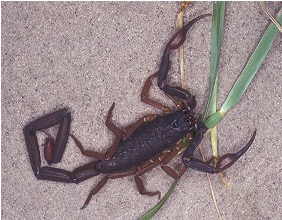 Pest Image