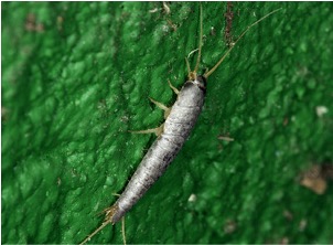 Pest Image