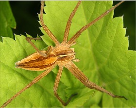 Pest Image
